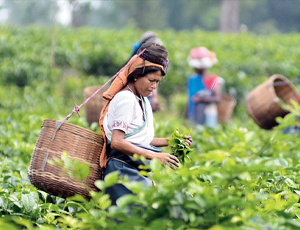Astounding Assam and Majestic Meghalaya