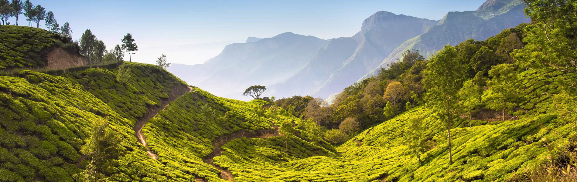 Astounding Assam and Majestic Meghalaya