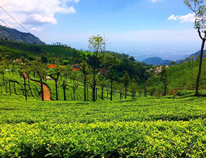 Enchanting Allure of South India