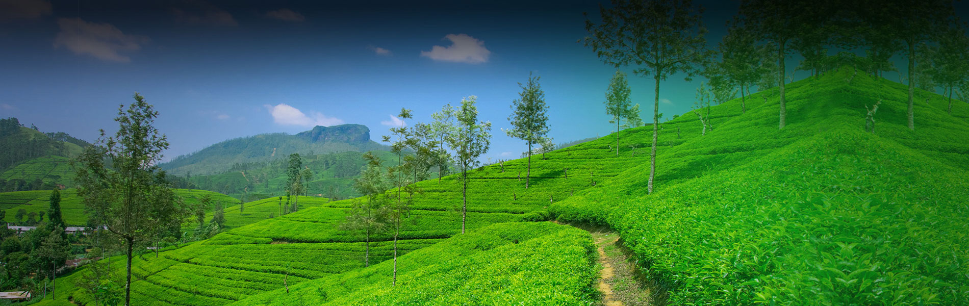 God's Own Country