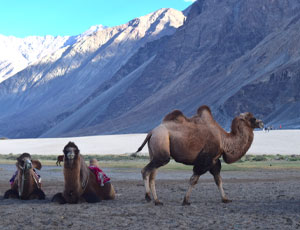 Summer Expedition at Leh